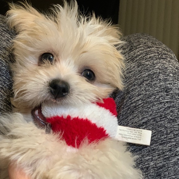 🙏❤️FINALLY a Healthy LITTLE boy! Thanks All!❤️🙏 - Picture 15 of 16